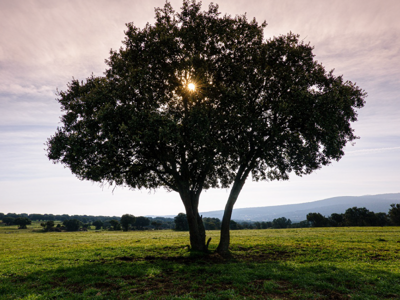 descrizione immagine